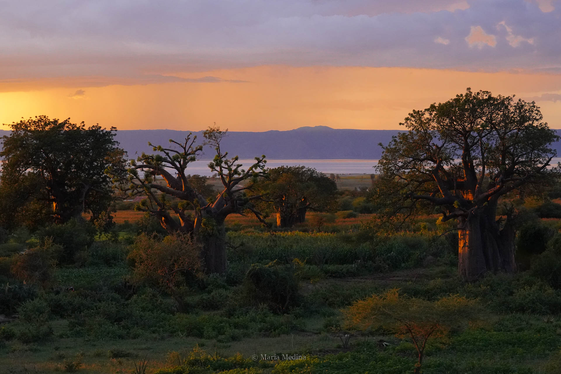 Wildlife Photography